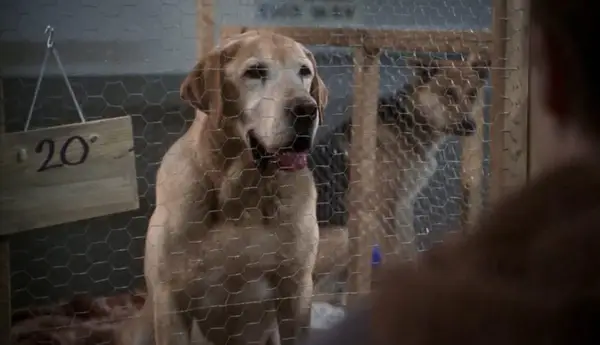 Christmas, the Labrador Retriever, from the movie A Dog Named Christmas