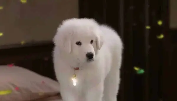 Paws from The Search for Santa Paws