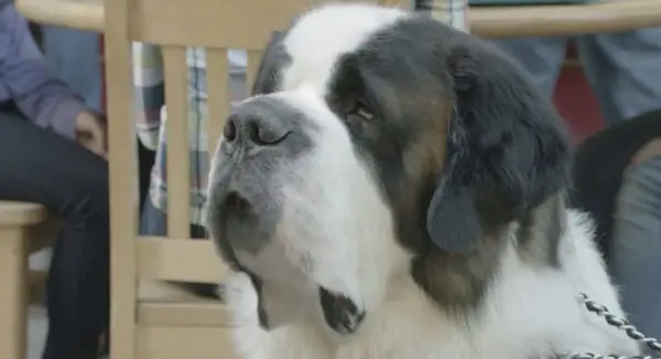 Beethoven the dog from the movie Beethoven’s Christmas Adventure