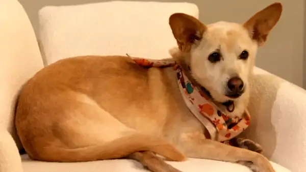 Дуглас, Дрю Бэрримор водитель: соревнование, возраст и многое другое