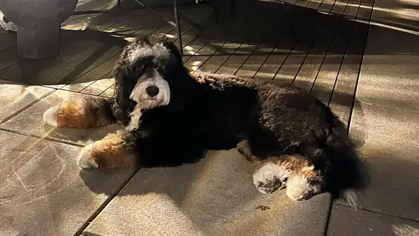 Tamron Hall, Exodus: Verseny, életkor stb