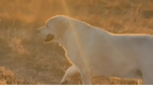 Ree Dirond Lucy Dog: Mangfold, alder og andre