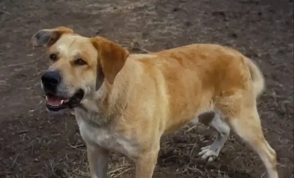 Dog from Old Yeller — a movie with a sad ending.