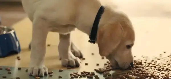 Marley, the Labrador Retriever puppy, from the saddest dog film Marley & Me