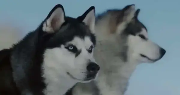 Dogs from Eight Below.