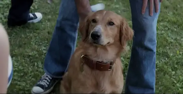 Bailey from A Dog’s Purpose.