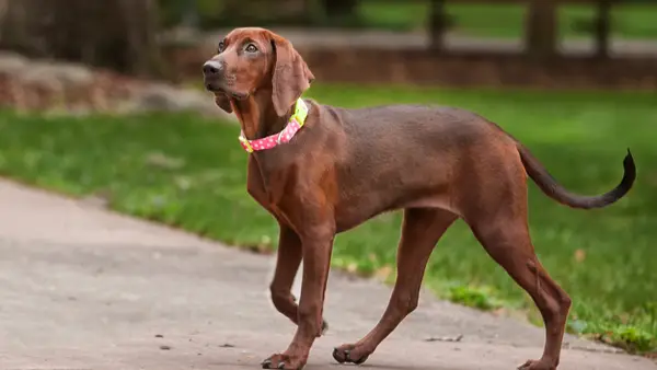 Top Dogs Anime: Dog Farmers, der elsker otakus