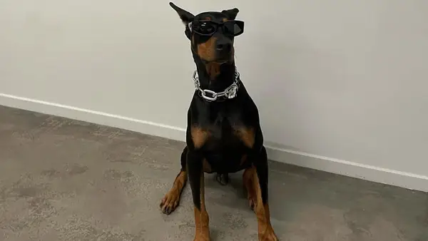 קנדל ג'נר כלב פירו: תחרות, גיל וכו '