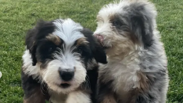 Jessica Alba Luci Dog: Rasa, més gran