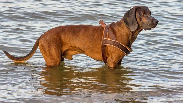 Као црвени пас?