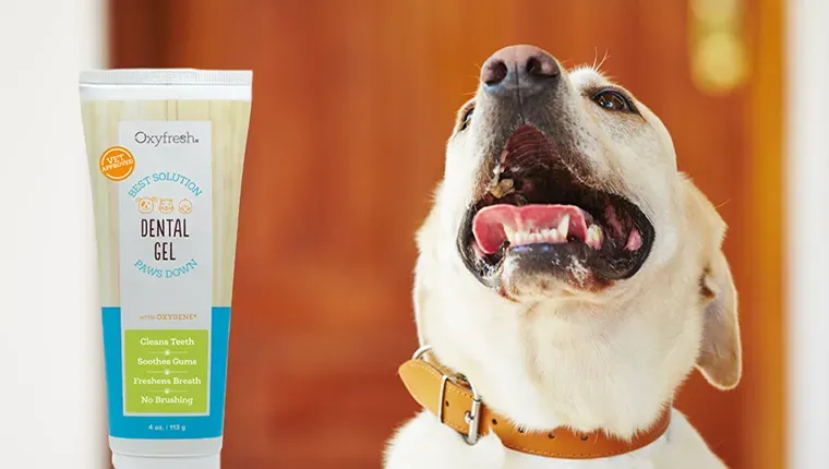 DogTime recenzia: Oxyfresh Pet Dental Gel