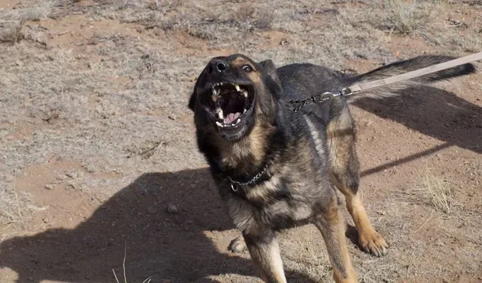 Els 5 millors mastegues dentals per a gossos