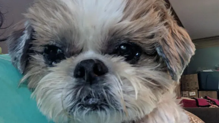 ג'ורג' שי צו בן 15.' title=