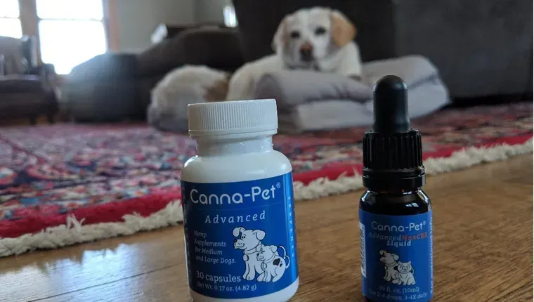 סקירת DogTime: האם מוצרי Canna-Pet CBD יכולים להרגיע את הכלב החרד שלך?