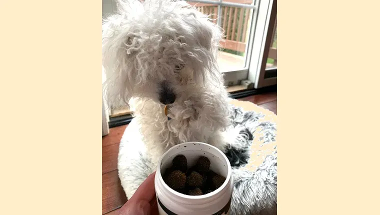 시니어 바이탈리티 츄(Senior Vitality Chews)를 살펴보는 레이아' title=