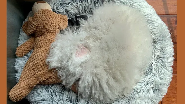 장난감 옆에서 자고 있는 레이아' title=