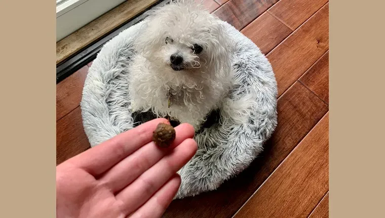 레이아는 시니어 바이탈리티 츄를 신나게 바라보고 있습니다.' title=