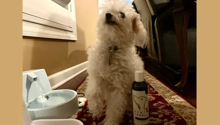 Leia와 Petlab Co.의 Dental Formula 물 첨가제.' title=