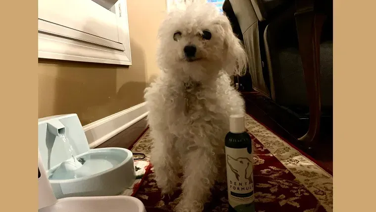 Leia와 Petlab Co. 치과용 포뮬라' title=