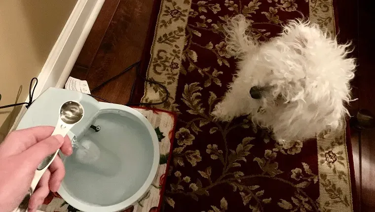 Petlab Co.의 Dental Formula를 Leia의 물에 첨가' title=