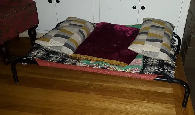 Besties for your bestie: Paras koiranpeti koirallesi' title=