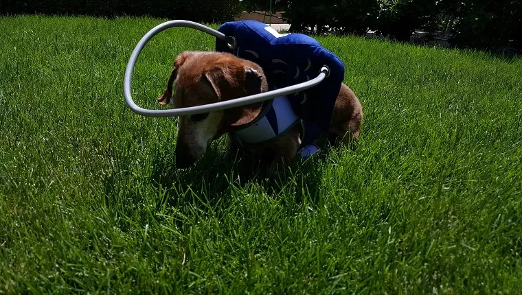 Skippy nosi svoj Muffin's Halo u travi' title=