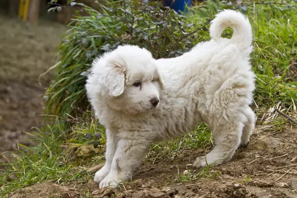 Fluffy Great Pyrenees puppy outside
