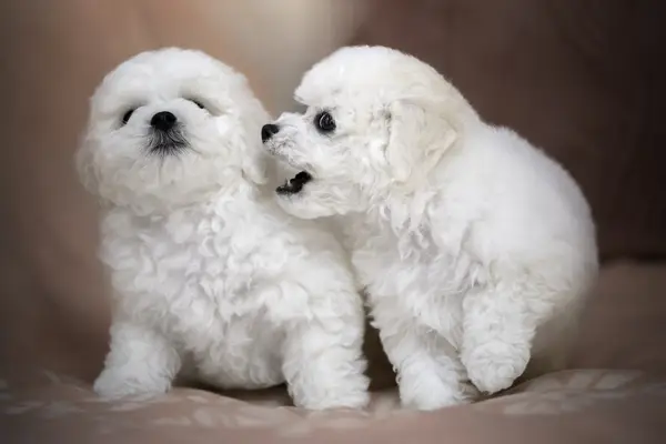 Two Bichon Frise puppies mischievous in bed.