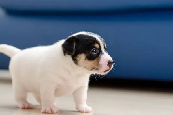 Foto Jack Russell Terrier