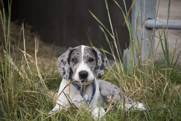 Great Dane lying in grass