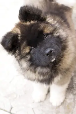 Close up of Akita puppy from above.
