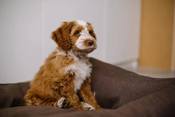 Fotos y hechos de Goldendoodle Puppy