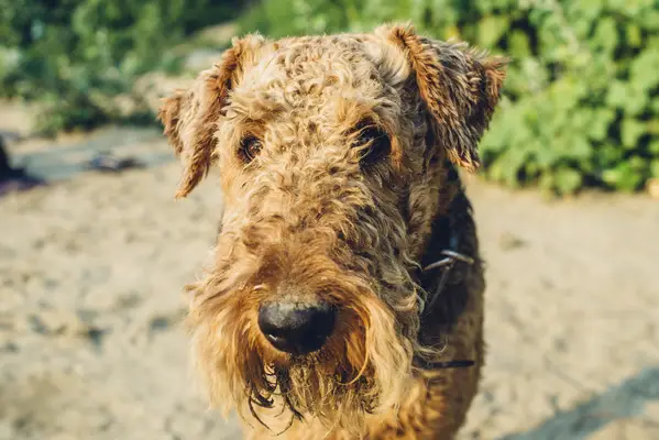 Bilder og hendelser av hundre interiør aero