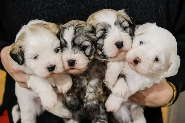 Gurga's schilderij en feiten