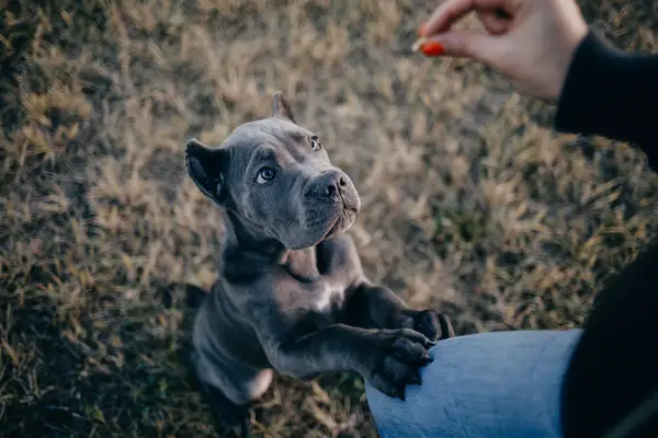 Portrait of silver grey Cane Corso puppy with his owner.