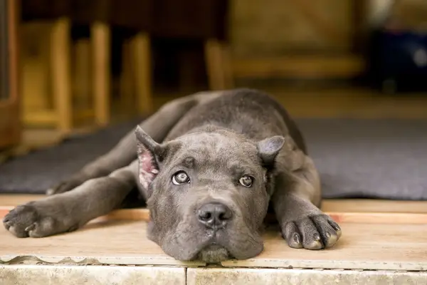 Young Cane Corso on the porch.