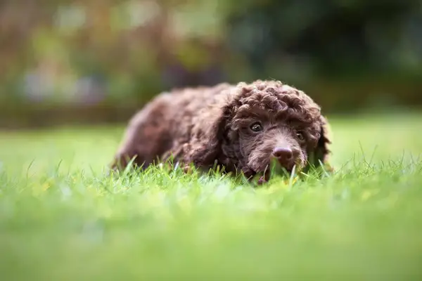 A Miniature Poodle puppy lying on the grass in the garden.