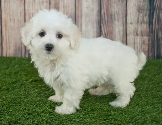 Maltipoo puppy