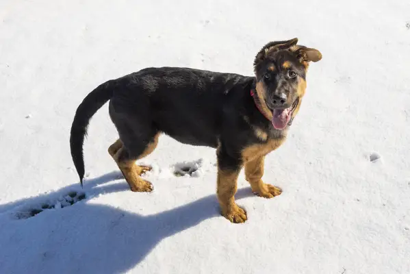 German Shepherd puppy on snow