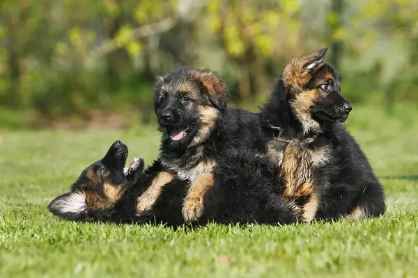 German Shepherd Dog, Pups playing on Grass