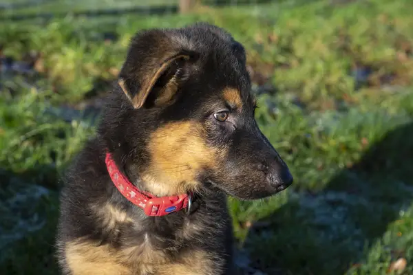 German Shepherd puppy in profile