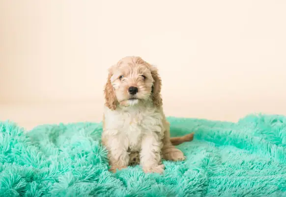 Cockapoo puppy in the grass.