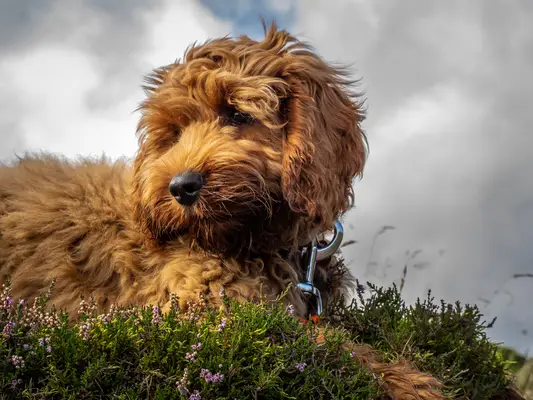 Cockapoo puppy next to a dog toy.