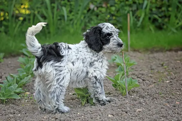 Cockapoo puppy playing and running in grass.