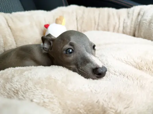Closeup of Italian Greyhound puppy.
