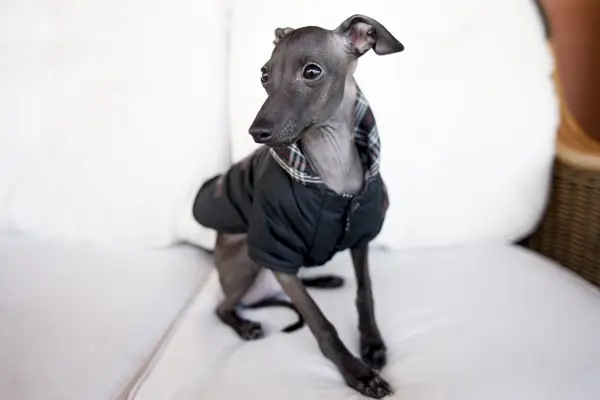 Shy Italian Greyhound puppy.