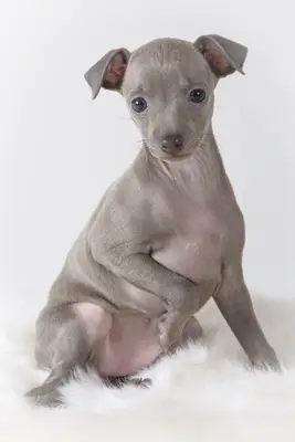 40 day old Italian Greyhound puppy on white background.