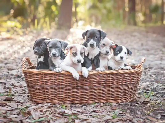 basket of Pitty puppies outdoors