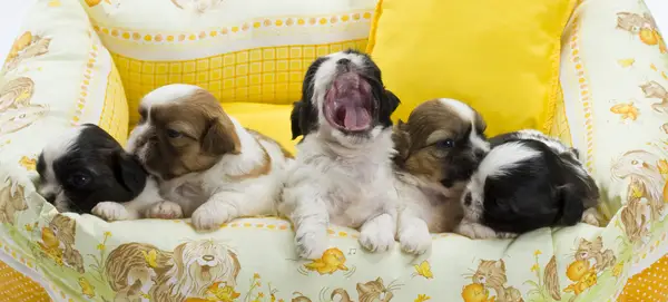 Shi Tzus puppies yawning sitting on sofa.
