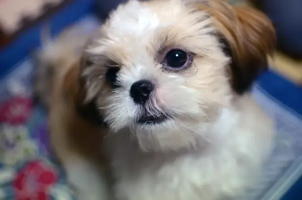 Close up of a shih-tzu